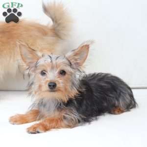Milo, Yorkie Puppy