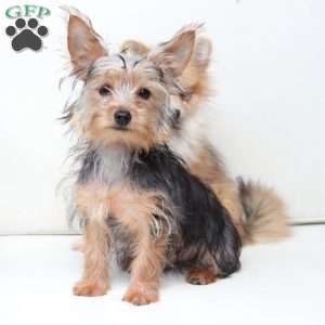 Milo, Yorkie Puppy