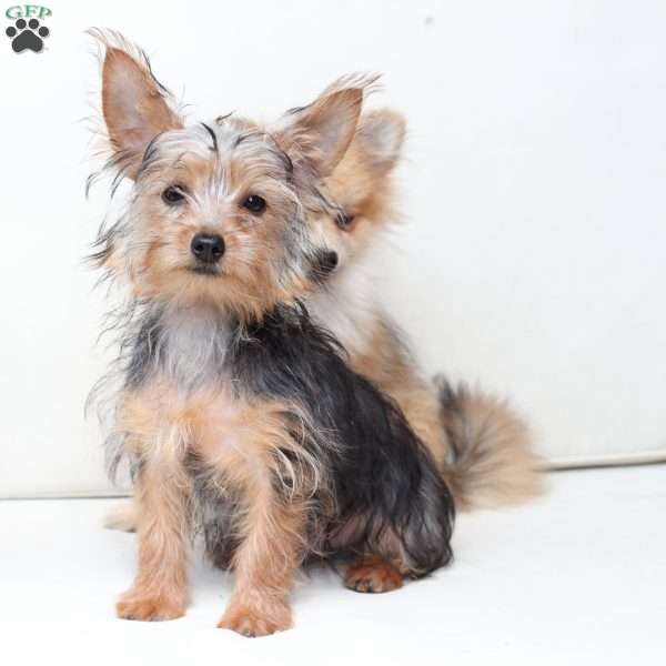 Milo, Yorkie Puppy