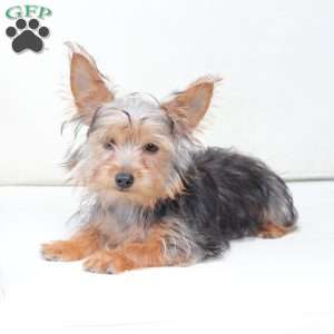 Milo, Yorkie Puppy