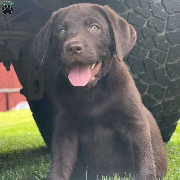 Winston, Chocolate Labrador Retriever Puppy