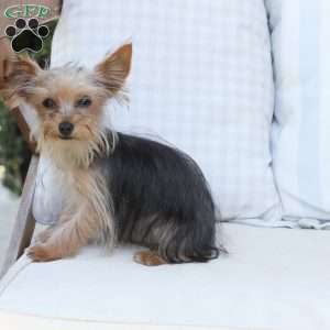 Benji, Yorkie Puppy