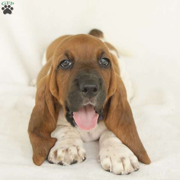 Aurora, Basset Hound Puppy