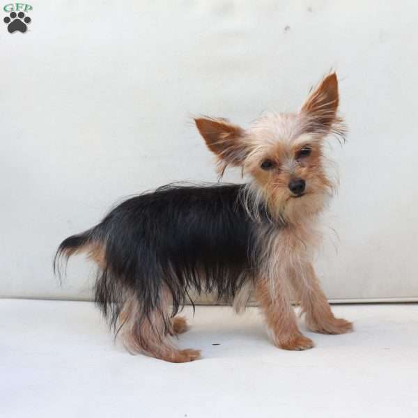 Benji, Yorkie Puppy