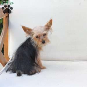 Benji, Yorkie Puppy
