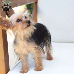 Benji, Yorkie Puppy