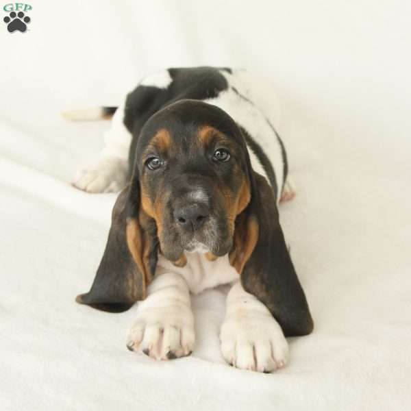 Arwen, Basset Hound Puppy