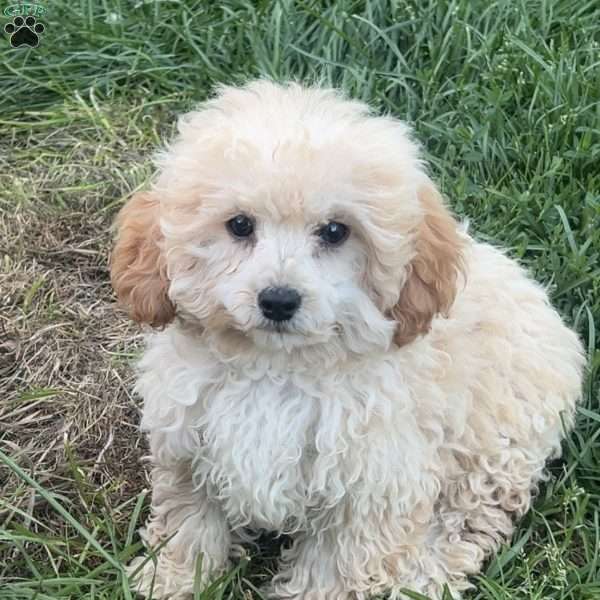 Mickey, Toy Poodle Puppy