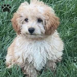 Mickey, Toy Poodle Puppy