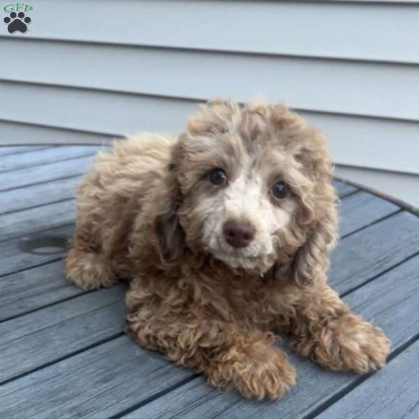 Maverick, Toy Poodle Puppy