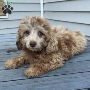 Maverick, Toy Poodle Puppy