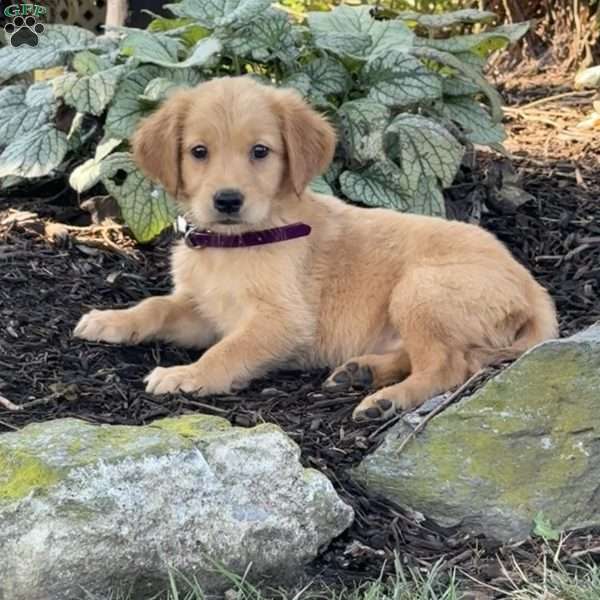 Kim, Golden Retriever Puppy