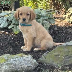 Kirk, Golden Retriever Puppy