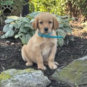 Kirk, Golden Retriever Puppy