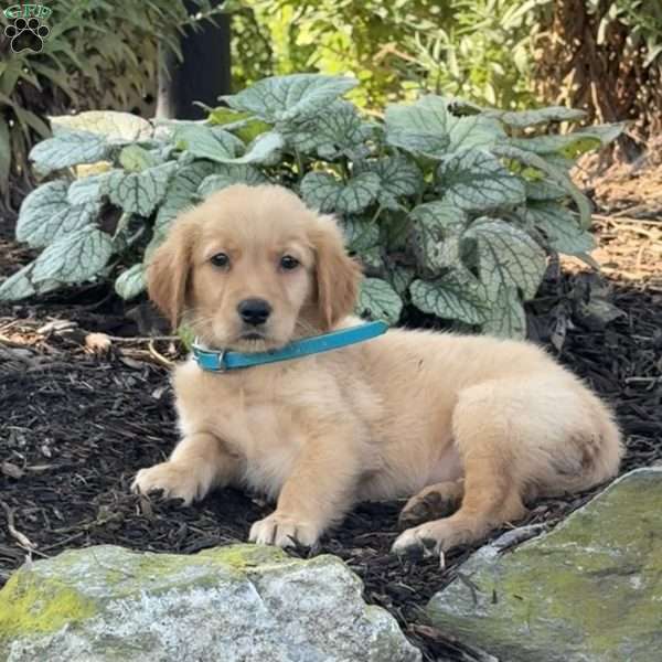 Kirk, Golden Retriever Puppy