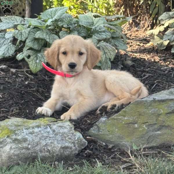 Katie, Golden Retriever Puppy