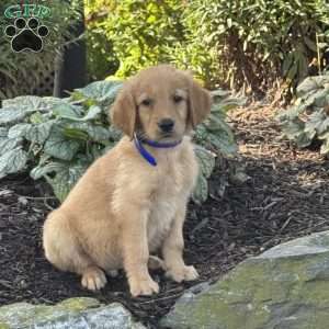 Kermit, Golden Retriever Puppy