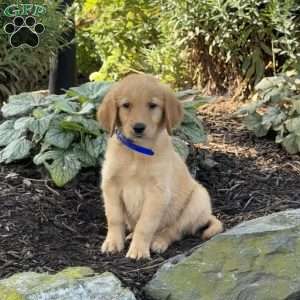 Kermit, Golden Retriever Puppy