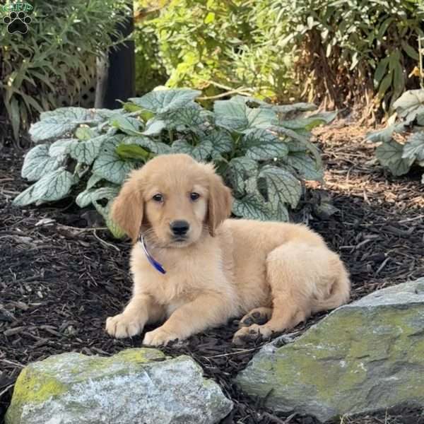 Kermit, Golden Retriever Puppy