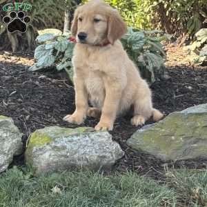 Kevin, Golden Retriever Puppy