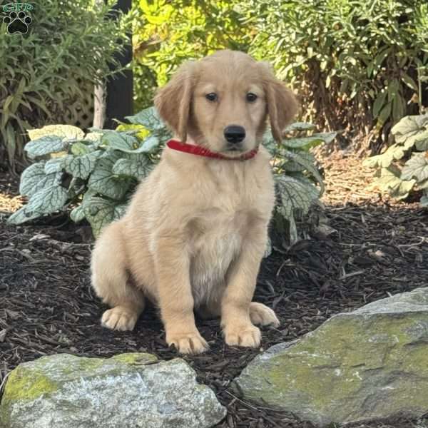 Kevin, Golden Retriever Puppy
