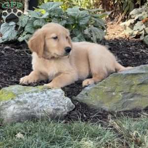 Kevin, Golden Retriever Puppy