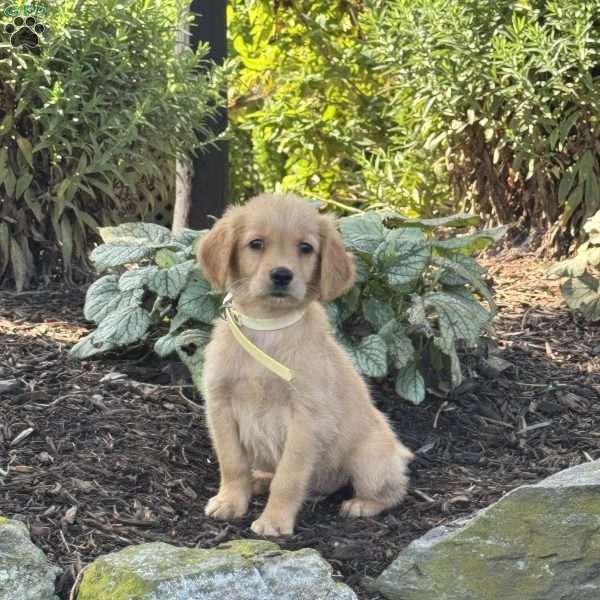 Kyle, Golden Retriever Puppy