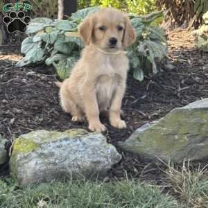 Kyle, Golden Retriever Puppy