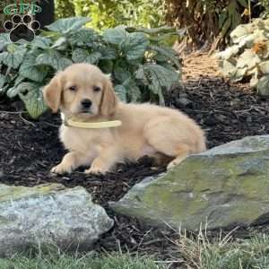 Kyle, Golden Retriever Puppy