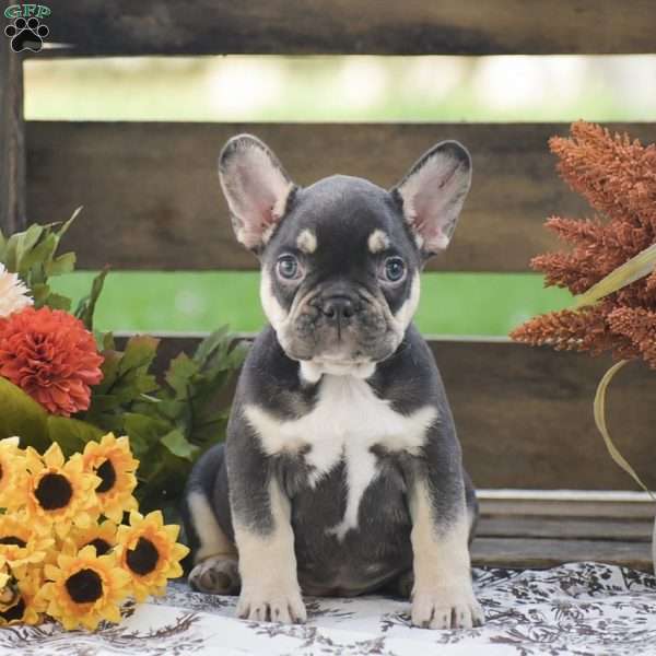 Justin, French Bulldog Puppy