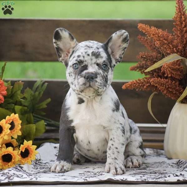 Johnny, French Bulldog Puppy