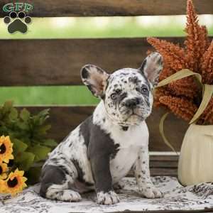 Johnny, French Bulldog Puppy