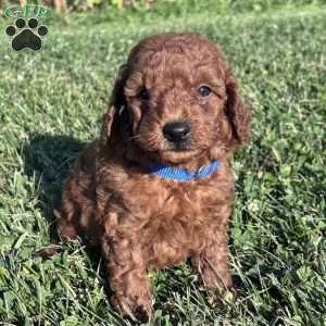 Beau – Mini, Cockapoo Puppy