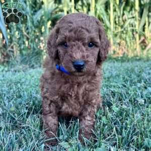 Beau – Mini, Cockapoo Puppy