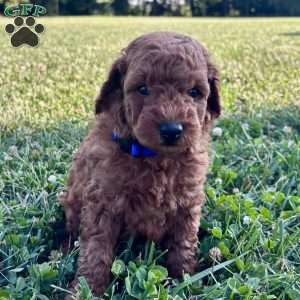 Beau – Mini, Cockapoo Puppy