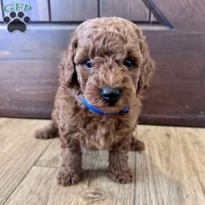 Beau – Mini, Cockapoo Puppy