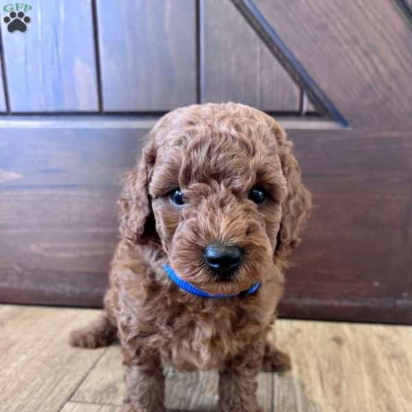 Beau – Mini, Cockapoo Puppy