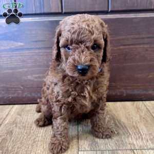 Beau – Mini, Cockapoo Puppy