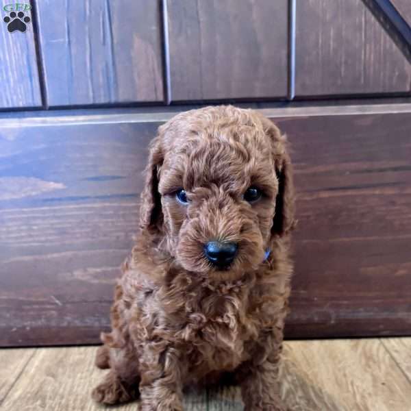 Beau – Mini, Cockapoo Puppy