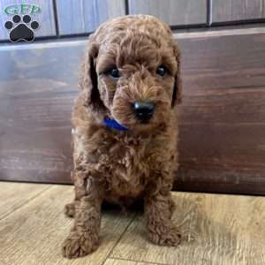 Beau – Mini, Cockapoo Puppy
