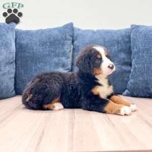 Iris, Bernese Mountain Dog Puppy