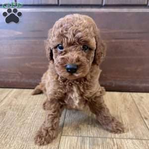 Maverick – Mini, Cockapoo Puppy