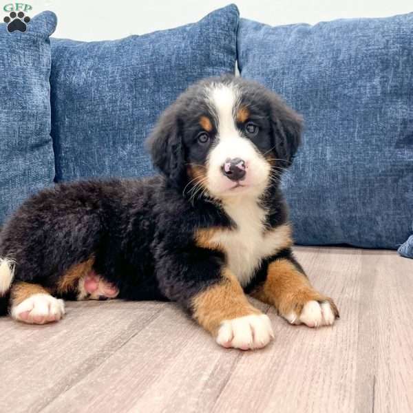 Iris, Bernese Mountain Dog Puppy