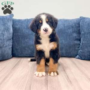 Iris, Bernese Mountain Dog Puppy