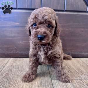 Maverick – Mini, Cockapoo Puppy