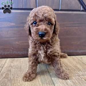 Maverick – Mini, Cockapoo Puppy