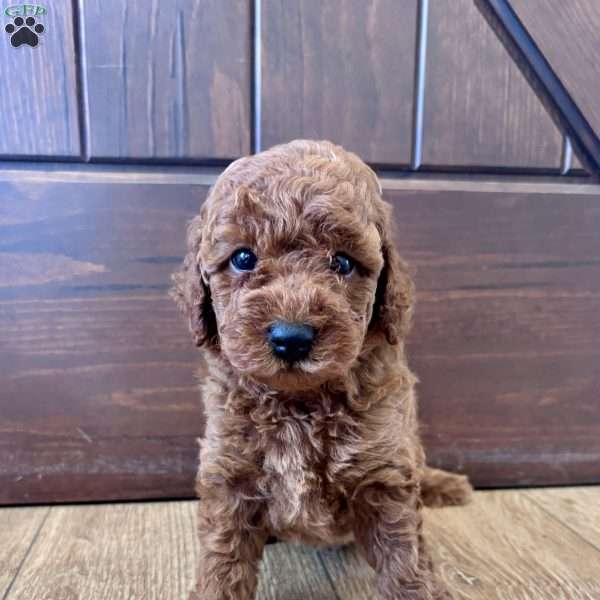 Maverick – Mini, Cockapoo Puppy
