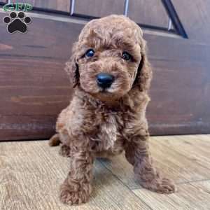 Maverick – Mini, Cockapoo Puppy