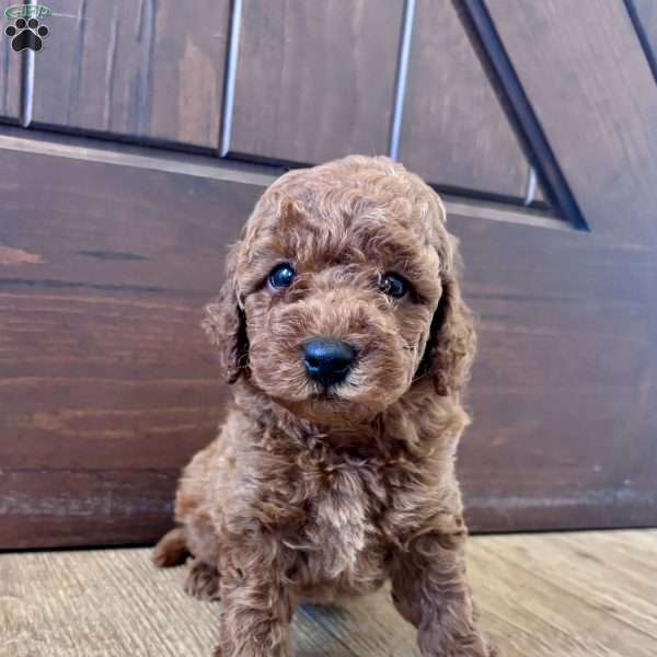 Maverick – Mini, Cockapoo Puppy