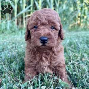 Maverick – Mini, Cockapoo Puppy